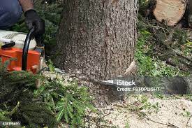 Professional Tree Care in Shelton, CT