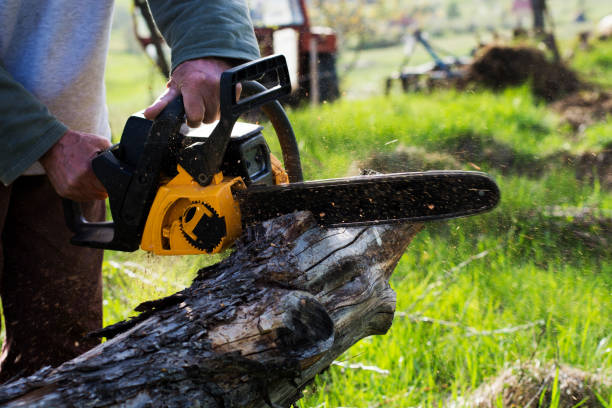 Best Hazardous Tree Removal  in Shelton, CT